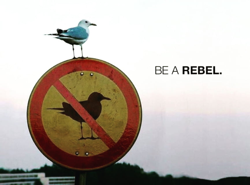 rebel bird