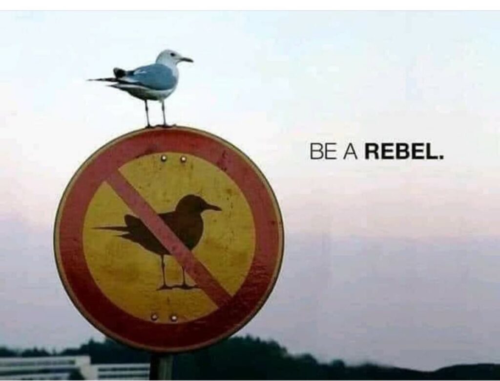 share your rebel story
