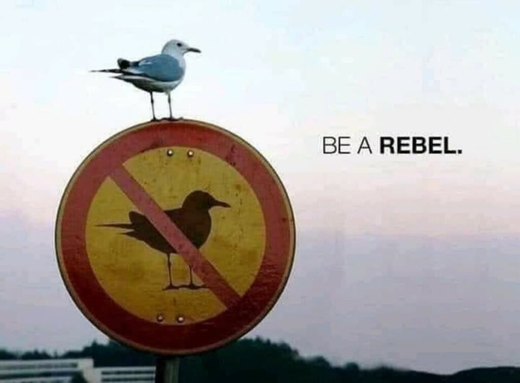 be a rebel simone van neerven