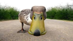 wild ducks IBM